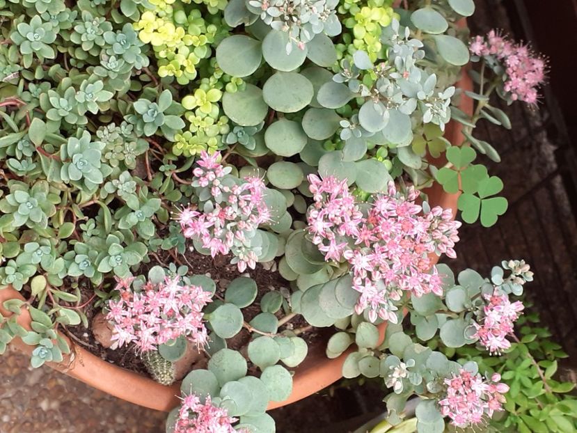  - Sedum