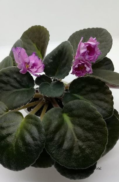 2021 - Buckeye Colossal