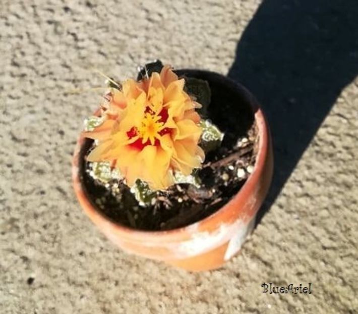  - Astrophytum ornatum