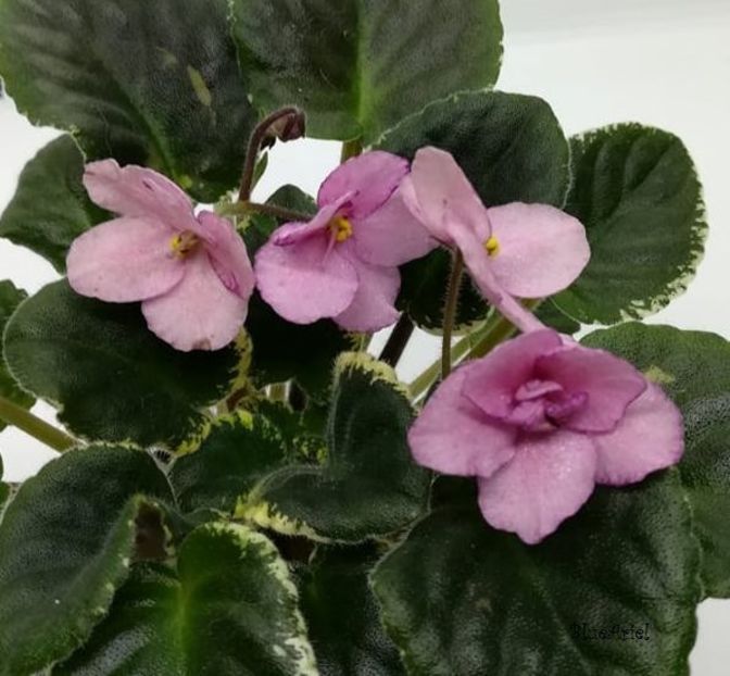 2021 - Buckeye Cranberry Sparkler