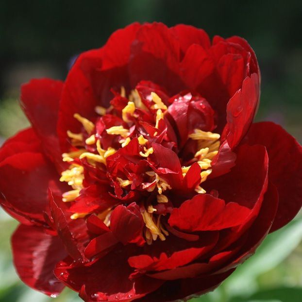 Buckeye-Belle- - BUJORI de vanzare-2025