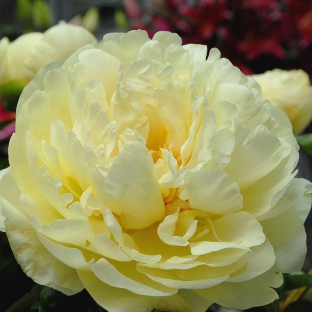 Lemon Chiffon. - BUJORI de vanzare-2025