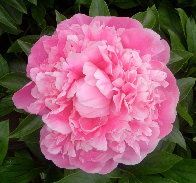 Pink Parfait - BUJORI de vanzare-2025