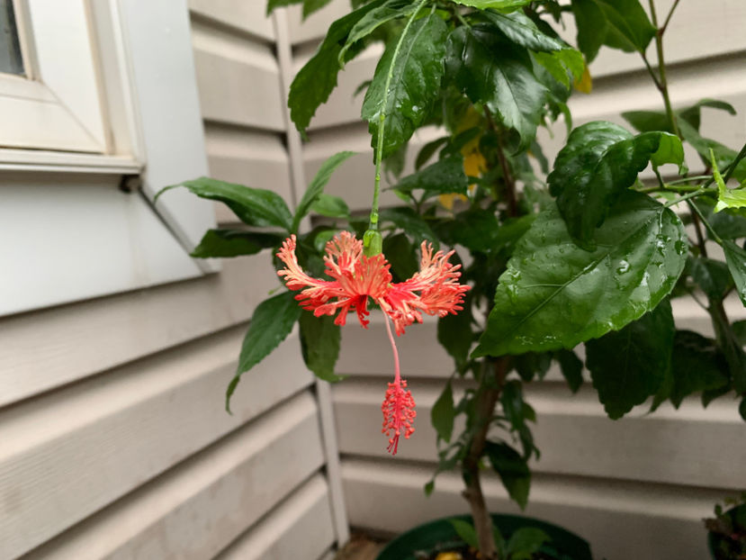  - Jurnalul gradinii 2021