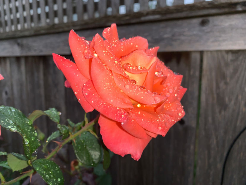  - Jurnalul gradinii 2021