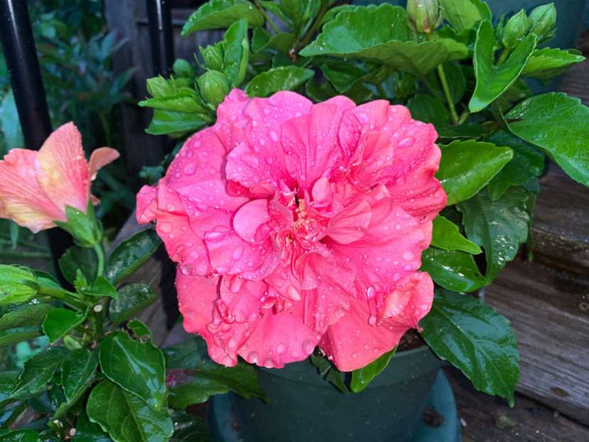  - Jurnalul gradinii 2021