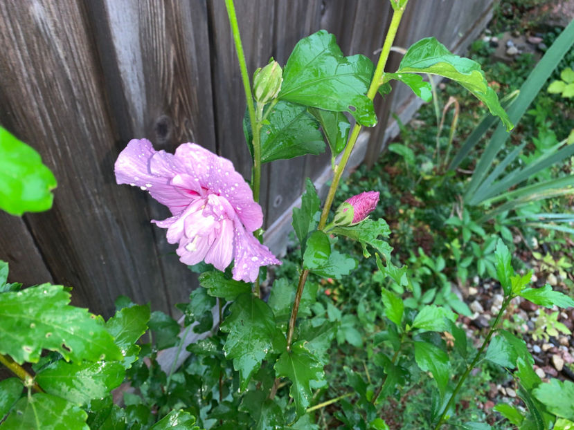  - Jurnalul gradinii 2021