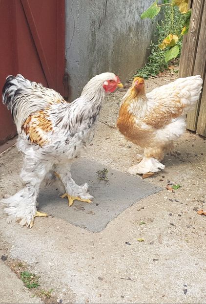  - a__Pui si tineret brahma 2021