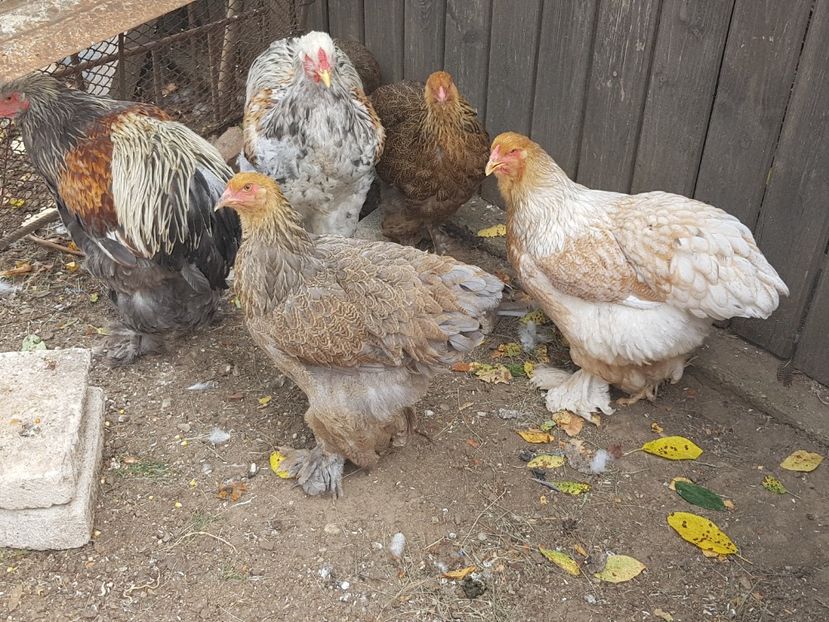  - a__Pui si tineret brahma 2021