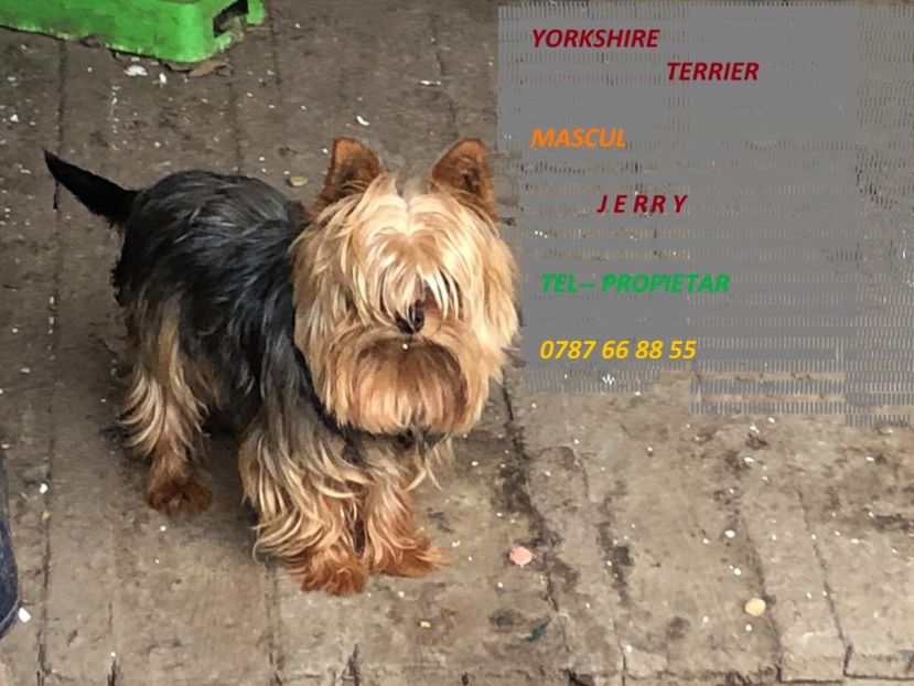 y5 - 2-Yorkshire Terrier