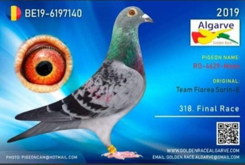 BGHA5067 - Masculi