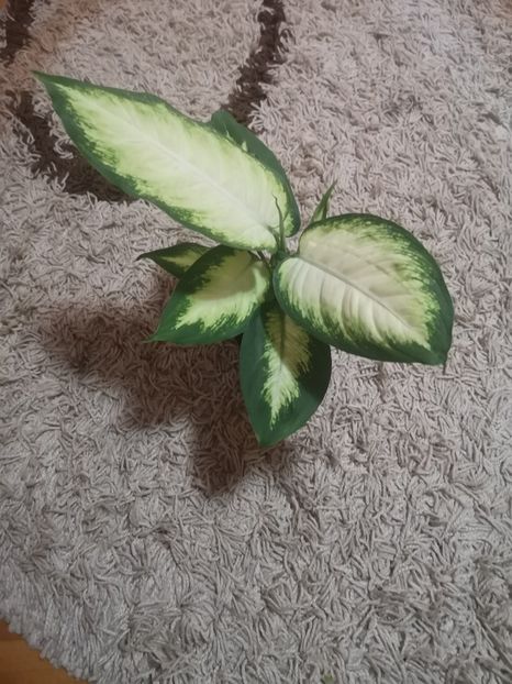 Dieffenbachia camilla - 2021