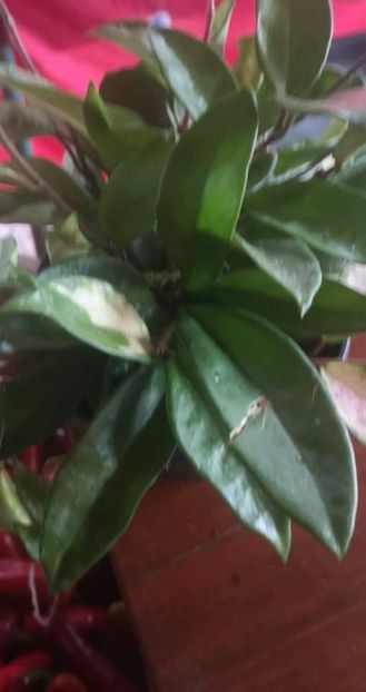 received_255326229808740 - 2021