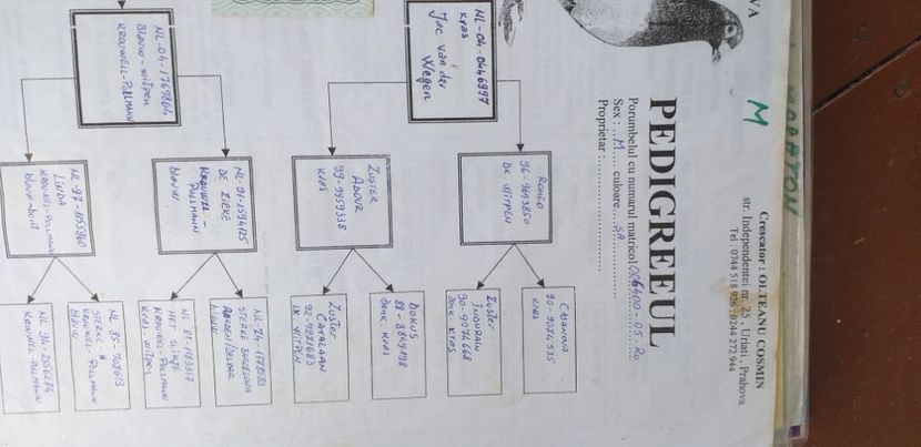  - Lichidare crescatorie porumbei voiajori de concurs 2021