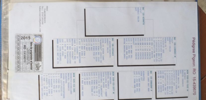  - Lichidare crescatorie porumbei voiajori de concurs 2021