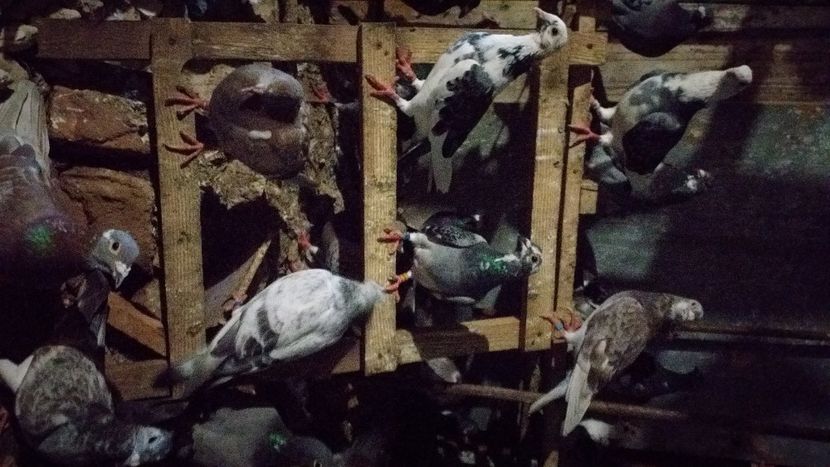 IMG-20210918-WA0020 - Lichidare crescatorie porumbei voiajori de concurs 2021