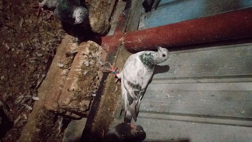 IMG-20210918-WA0011 - Lichidare crescatorie porumbei voiajori de concurs 2021