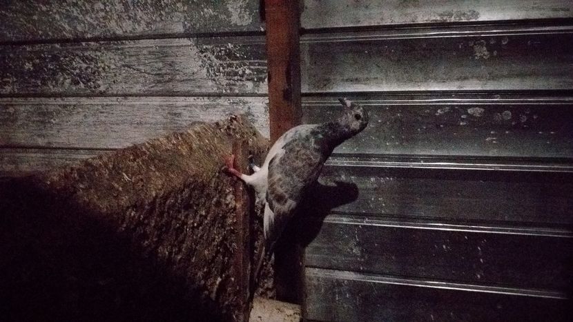 IMG-20210918-WA0007 - Lichidare crescatorie porumbei voiajori de concurs 2021