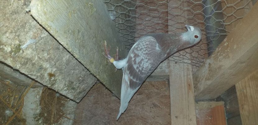 IMG-20201116-WA0003 - Lichidare crescatorie porumbei voiajori de concurs 2021