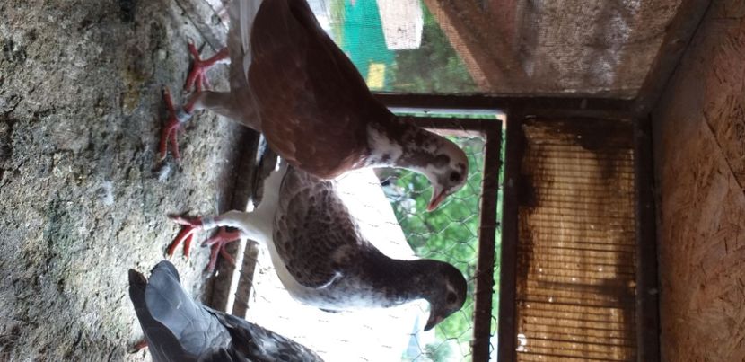 IMG-20200615-WA0030 - Lichidare crescatorie porumbei voiajori de concurs 2021