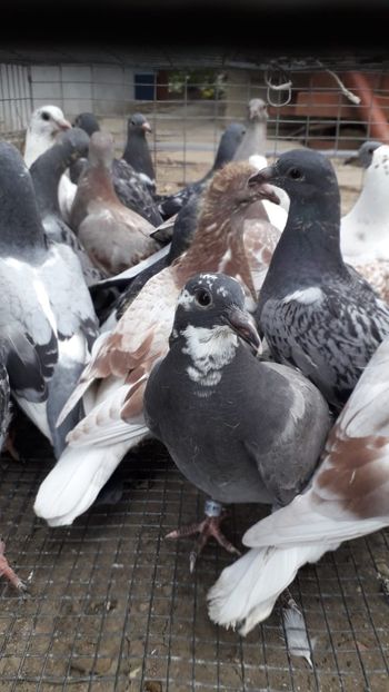 IMG-20200509-WA0001 - Lichidare crescatorie porumbei voiajori de concurs 2021