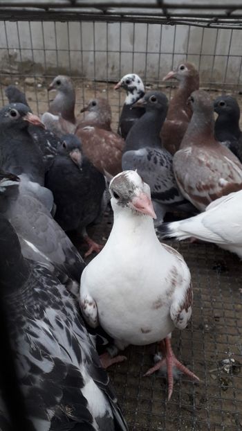 IMG-20200509-WA0004 - Lichidare crescatorie porumbei voiajori de concurs 2021