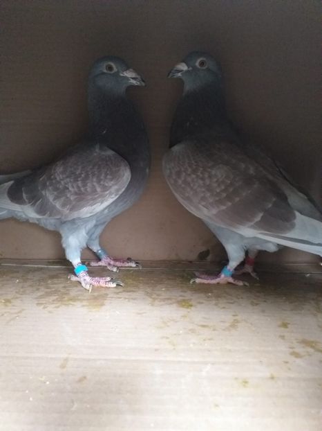 IMG-20200415-WA0024 - Lichidare crescatorie porumbei voiajori de concurs 2021