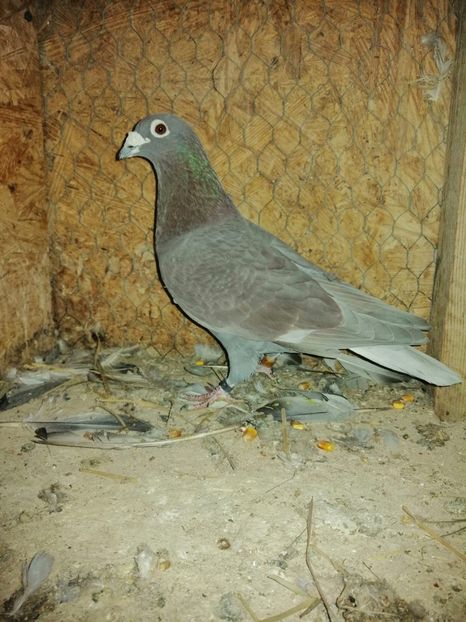 IMG-20200218-WA0018 - Lichidare crescatorie porumbei voiajori de concurs 2021