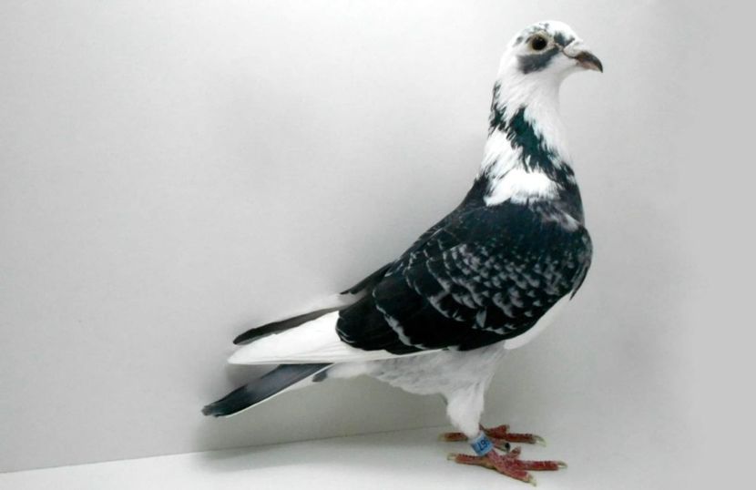 IMG-20200218-WA0006 - Lichidare crescatorie porumbei voiajori de concurs 2021