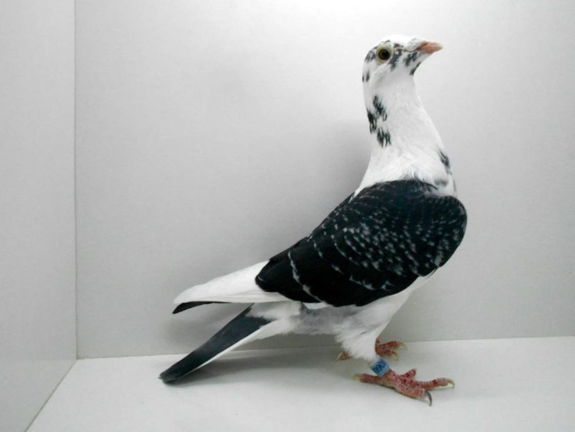 IMG-20200218-WA0013 - Lichidare crescatorie porumbei voiajori de concurs 2021