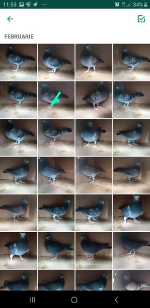 IMG-20200215-WA0012 - Lichidare crescatorie porumbei voiajori de concurs 2021