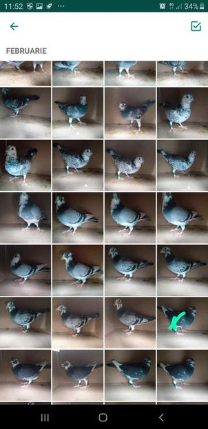 IMG-20200215-WA0009 - Lichidare crescatorie porumbei voiajori de concurs 2021