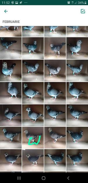 IMG-20200215-WA0008 - Lichidare crescatorie porumbei voiajori de concurs 2021