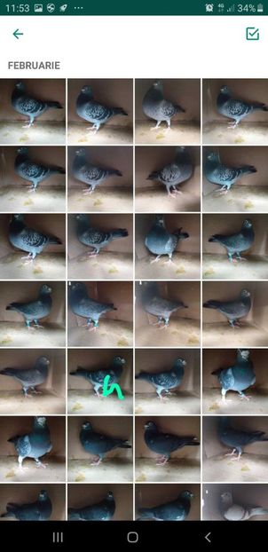 IMG-20200215-WA0010 - Lichidare crescatorie porumbei voiajori de concurs 2021