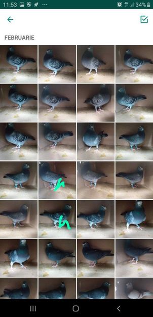 IMG-20200215-WA0011 - Lichidare crescatorie porumbei voiajori de concurs 2021