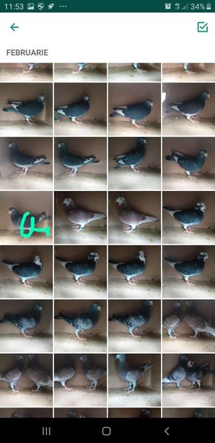 IMG-20200215-WA0006 - Lichidare crescatorie porumbei voiajori de concurs 2021