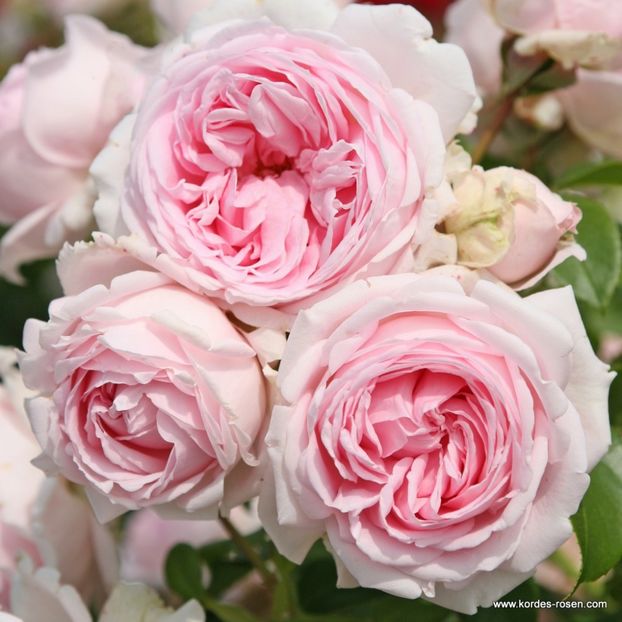 Wellenspiel® - TRANDAFIRI FLORIBUNDA de vanzare-2025