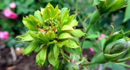 Rosa Chinensis Viridiflora1 - TRANDAFIRI FLORIBUNDA de vanzare-2024