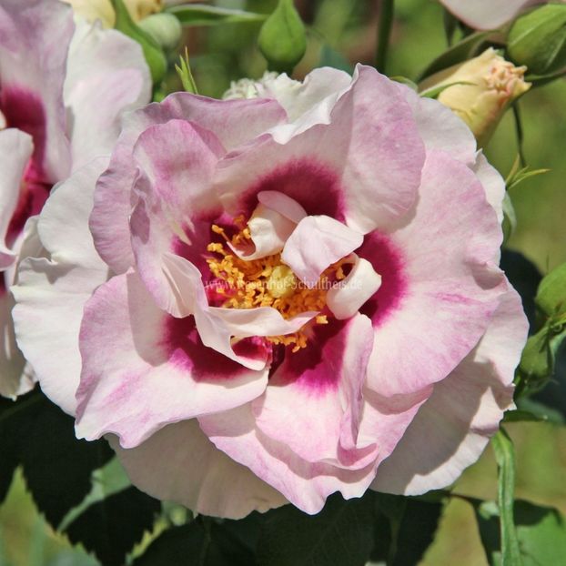 Eyes for You - TRANDAFIRI FLORIBUNDA de vanzare-2025