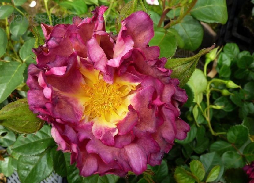 Blauwe Stadt.. - TRANDAFIRI FLORIBUNDA de vanzare-2025