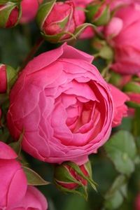Pomponella.. - TRANDAFIRI FLORIBUNDA de vanzare-2025