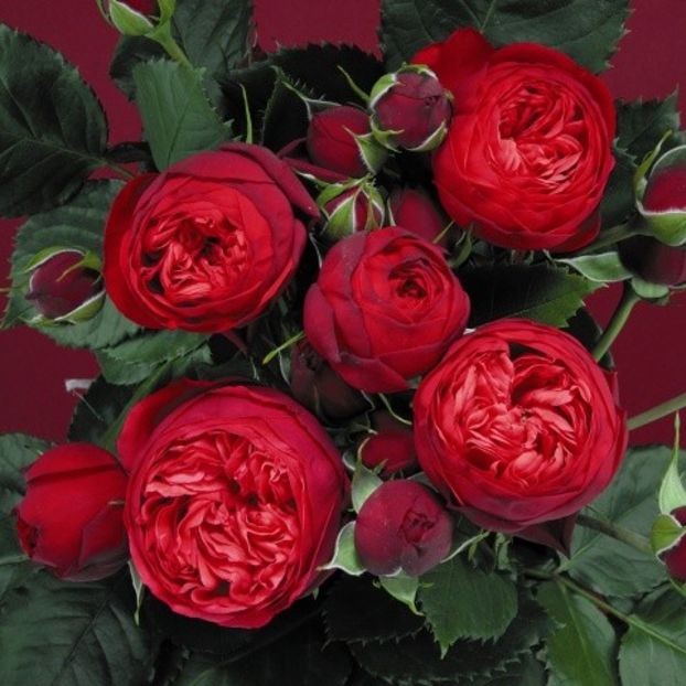 Piano® - TRANDAFIRI FLORIBUNDA de vanzare-2025