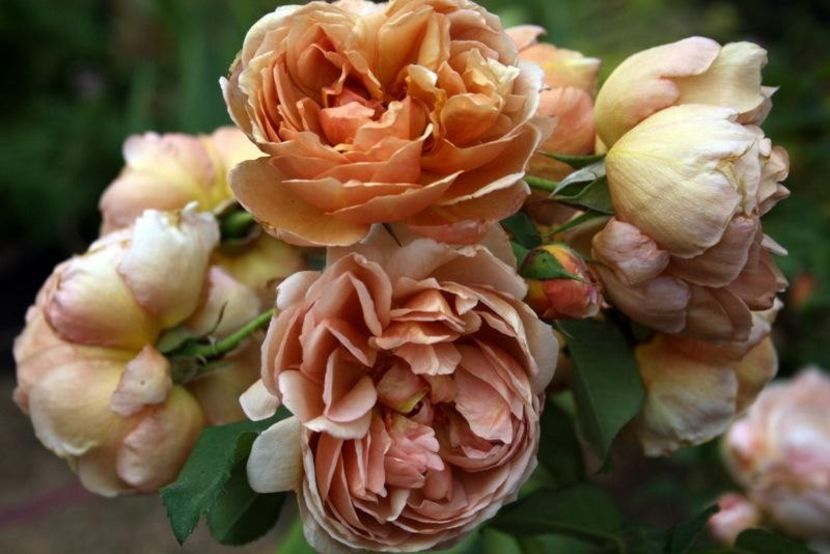 Rosa Café - TRANDAFIRI FLORIBUNDA de vanzare-2025