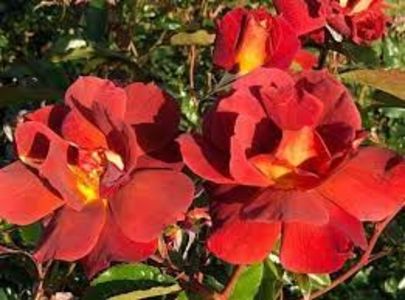 Spekbrown.expresso - TRANDAFIRI FLORIBUNDA de vanzare-2025