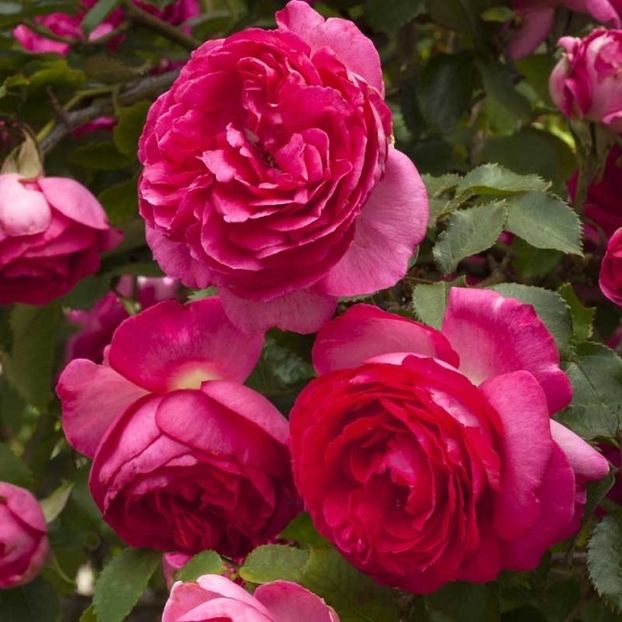 Pink EDEN ROSE®. - TRANDAFIRI URCATORI de vanzare-2025