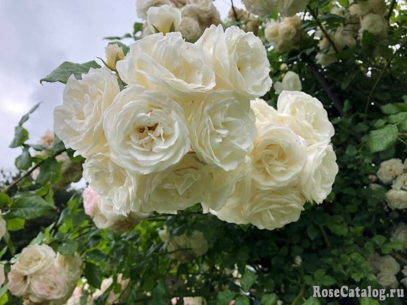 Rosa Perfume Dreams - TRANDAFIRI URCATORI de vanzare-2025