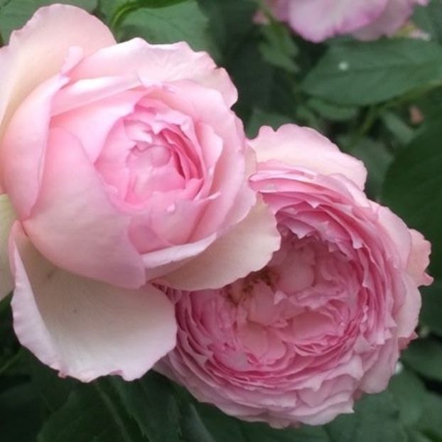 Rosa The Mill on the Floss - TRANDAFIRI URCATORI de vanzare-2025