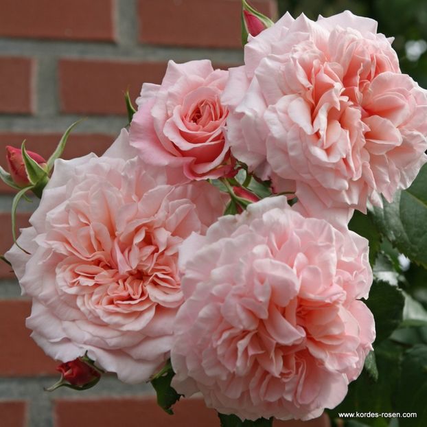 Rose_de_Tolbiac_ - TRANDAFIRI URCATORI de vanzare-2025