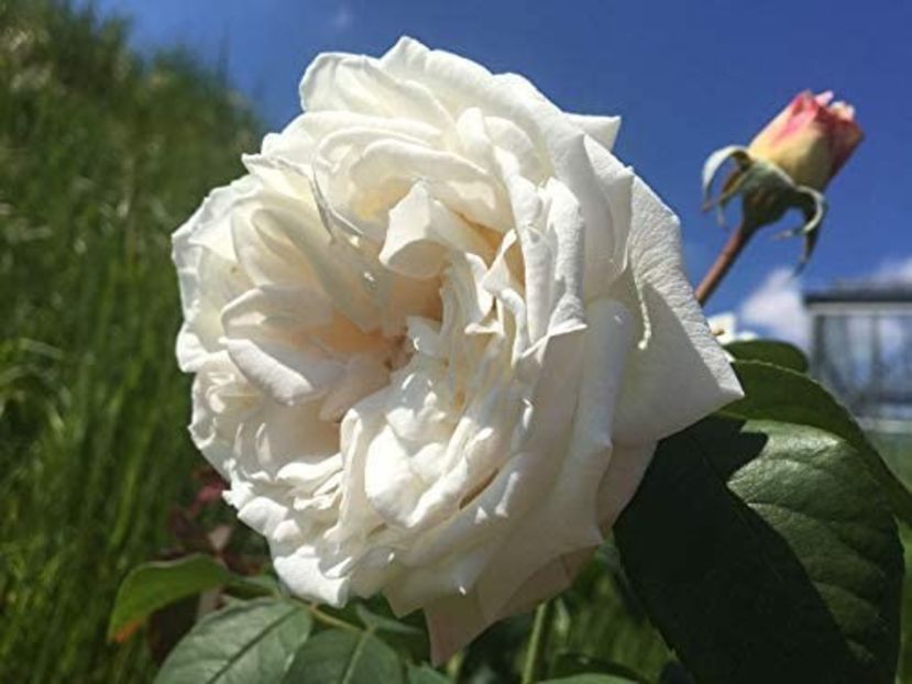 Rosa (K) Crazy in Love, - TRANDAFIRI URCATORI de vanzare-2025
