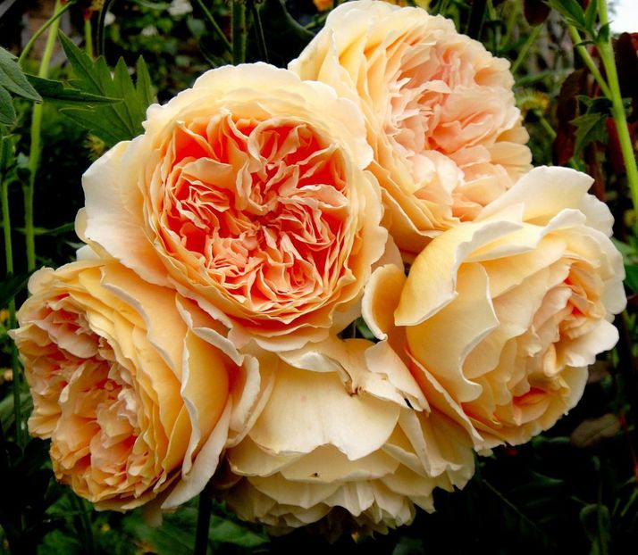 Crown Princess Margareta. - TRANDAFIRI ENGLEZESTI de vanzare-2025
